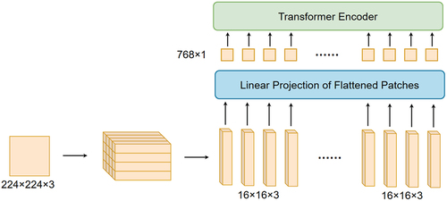 Figure 3. Processing of vision transformer.