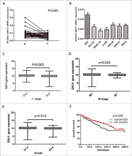 Figure 1. Downregulation of QKI-5 mRNA expression in ccRCC tissues and cell lines. (A) QKI-5 mRNA expression levels in 34 paired primary ccRCC tissues (T) and adjacent noncancerous tissues (N) were determined by qPCR assays. P < 0.001, paired t test. (B) qPCR analysis of QKI-5 expression in ccRCC cell lines and HK-2 immortalized renal proximal epithelial tubular cells. (C-E) Correlation of QKI-5 gene expression with tumor T stage, M status, and grade of differentiation. chi-square test, Primary data were taken from TCGA ccRCC data set (https://tcga-data.nci.nih.gov/tcga/).  The boxes represent the 25th to 75thpercentiles, and horizontal lines within the box represent median values. The whiskers represent the lowest and highest value in the 25th percentile minus 1.5IQR and 75th percentile plus 1.5IQR regions, respectively. (C)The 25thpercentiles,75thpercentiles,median in T1-2: 9.751695, 10.82361, 10.24365;T3-4: 9.427069, 10.51334, 9.962113.(D) The 25thpercentiles,75thpercentiles,median in M0: 9.651339, 10.74372, 10.19386;M1: 9.514634, 10.50172, 9.968011.(E) the 25thpercentiles,75thpercentiles,median in G1-2: 9.701859, 10.8063, 10.24195;G3-4: 9.547901, 10.6237, 10.04023.(F) Kaplan-Meier survival curve of overall survival for QKI-5 expression in 513 mLRCC patients from TCGA ccRCC dataset (https://tcga-data.nci.nih.gov/tcga/).