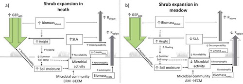 Figure 6. Summary of results with respect to suggested implications of shrub expansion based on actual measurements of growing-season summer C fluxes (GEP600 and ecosystem respiration partitioned into estimated aboveground (Rabove) and belowground respiration (Rbelow) in alpine Empetrum-heath, meadow, and Salix-shrub plant communities in Dovre Mountains, central Norway (n = 17). Up and down arrows indicate an increase or decrease in variables because of shrub expansion in the respective community. Arrow style indicates a significant variable within the community (black line), presumed relationship not tested in this study (black dashed line), nonsignificant variable across community (grey). The flux arrow width is proportional to its measured flux size transformed to gC m–2 h–1. The transparent arrows correspond to the flux in the community invaded by shrubs.