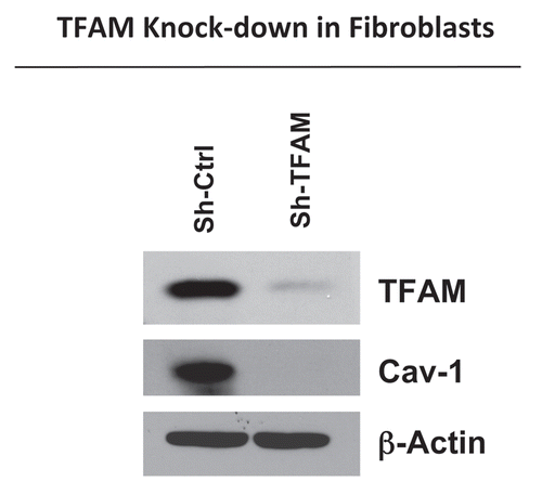 Figure 1 TFAM-deficient fibroblasts show a loss of Caveolin-1 protein expression. We generated TFAM-deficient immortalized fibroblast cell lines (hTERT-BJ1), using an sh-RNA approach. Note the successful knock-down of TFAM in stromal fibroblasts (sh-TFAM), as compared to control fibroblasts (sh-Ctrl), as seen by immuno-blot analysis. We also examined the status of the caveolin-1 (Cav-1) protein, because a loss of Cav-1 expression in the tumor stroma is a biomarker for tumor progression. Immuno-blot analysis shows that downregulation of TFAM also results in the loss of Cav-1 protein expression. Blotting for β-actin was performed in parallel as a control for equal protein loading.