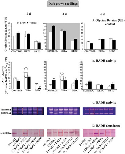 Figure 2. (a) Impact of nitric oxide (NO) on glycine betaine (GB) accumulation in dark-grown sunflower seedling cotyledons raised in the absence or presence of salt (120 mM), NO donor (DETA; 250 μM), and NO scavenger (DETC; 250 μM). (b) BADH activity in seedling cotyledons as affected by NO. (c) Zymographic analysis of BADH activity. (d) Abundance of BADH transcript. Data represent the mean and standard deviation from three replicates (n = 3). NaCl and treatment-induced changes in GB accumulation and BADH abundance and activity were analyzed by one-way ANOVA using SPSS 22.0 and were statistically significant (*p < .05, **p < .01, ***p < .001).