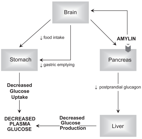 Figure 1 Amylin actions. The figure illustrates the three primary mechanisms by which amylin lowers serum glucose. Amylin activates receptors in the brain which sends signals via the vagus nerve to slow gastric emptying and decrease food intake. Amylin’s neuronal stimulation decreases glucagon production from the pancreas alpha cells.