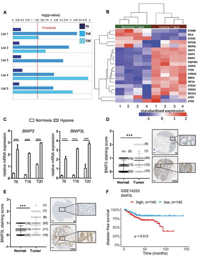 Figure 2. Autophagy is enriched in patient-derived TIC cultures exposed to hypoxia. (A) Bar plots showing the statistical significance (-log[p-value]) of autophagy in TICs derived from patients T6, T18 & T20 after 7 d of hypoxic treatment, as determined by IPA functional analysis using a combination of five different autophagy databases (see Material and Methods). Statistical threshold (red line) is set at -log(p-value) = 1.3. (B) Standardized expression of key autophagy genes in patient T18-derived TICs. Heat map of up- or downregulation of selected key autophagy genes in T18 TICs after 7 d treatment with hypoxia (H) and normoxia (N). Gene expression levels of BNIP3 and BNIP3L, targets of HIF1A, and key genes involved in the initiation of autophagy in hypoxia. Red indicates upregulation and blue downregulation. Significance is based on adjusted p-values (or FDR) of hypoxia-normoxia comparison after 7 d (C) Gene expression levels of BNIP3 and BNIP3L in T6-, T18-, and T20-derived TICs after 72 h of hypoxia (H) and normoxia (N). Representative figure of at least three independent experiments per TIC culture. Data are presented as mean ± SD, ***p < 0.001. (D-E) Immunohistochemical staining of BNIP3 (D) and BNIP3L (E) on paired CRC tissue microarrays. Matched tumor (CRC) and control mucosa (N) samples were scored for the intensity of BNIP3 (n = 62 matched samples) and BNIP3L (n = 63 matched samples) positive cells, ranging from 0 (= no signal) to 2 (= strong signal). Scale bar: 200 μm. Data are presented as mean ± SD, ***p < 0.001. Paired t-tests were used to assess the significance between tumor and normal counterpart tissues in D and E. (F) Relapse-free CRC patient survival, according to BNIP3L expression in the publicly available dataset GSE14333, *p < 0.05.