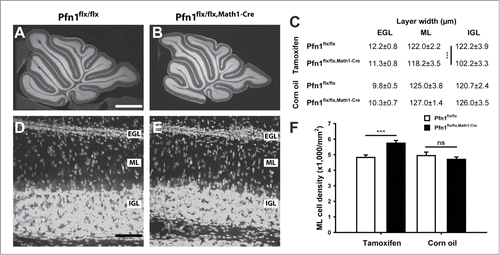 Figure 2. Elevated cell density in the molecular layer of P12 Pfn1flx/flx,Math1-Cre mice. (A and B) Propidium iodide-stained cerebellar sections of a Pfn1flx/flx control and a Pfn1flx/flx,Math1-Cre mouse at P12. Scale bar in A corresponds to 750 μm. (C) Layer thickness of the cerebellar cortex in tamoxifen- and corn oil-treated mice. IGL width, but not ML or EGL width, was reduced in tamoxifen-treated Pfn1flx/flx,Math1-Cre mice. No changes were observed in corn oil-treated Pfn1flx/flx,Math1-Cre controls. (D and E) Propidium iodide-stained folia 4 at high magnification. Scale bar in D corresponds to 40 μm. (F) ML cell density was increased in tamoxifen-injected Pfn1flx/flx mice at P12, but not in corn oil-treated Pfn1flx/flx,Math1-Cre controls. ns: not significant, ***: P < 0.001.