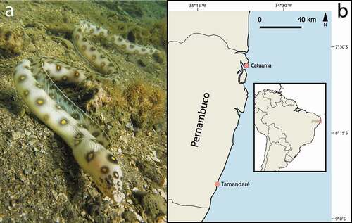 Figure 1. The goldspotted eel Myrichthys ocellatus, a novel predator of Charybdis hellerii (a). Location of collection sites, Catuama and Tamandaré beaches in Pernambuco, northeastern Brazil (b)