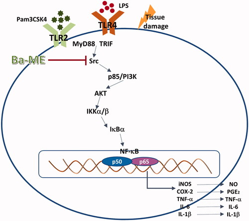 Figure 5. Molecular mechanisms underlying the anti-inflammatory action of Ba-ME. Ba-ME suppresses the phosphorylation of NF-κB pathway components and the translocation of p65 and p50 into the cell nucleus, thereby inhibiting inflammatory responses. LPS, lipopolysaccharide; TLR, toll-like receptor; MyD88, myeloid differentiation factor 88; TRIF, toll-receptor-associated activator of interferon; Ba-ME, Barringtonia angusta methanol extract; PI3K, phosphoinositide 3 kinase; IκBα, inhibitor of κBα..