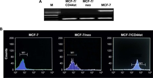 Figure 1 (A) Expression of CD44st mRNA in MCF-7 cells transfected with pcDNA3.1-CD44st with RT-PCR. (B) Expression of CD44st protein in MCF-7 cells transfected with pcDNA3.1-CD44st with flow cytometry.