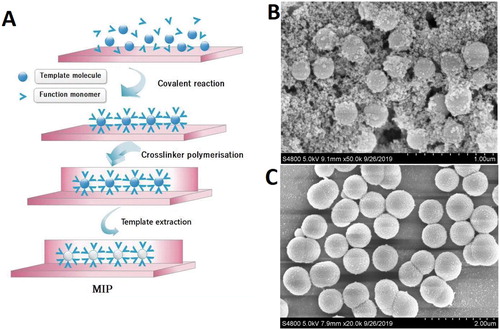 Figure 1. The schematic pattern of the preparation of cooked rat meat MIP&NIP (A), and the SEM photography of rat meat MIP (B) and NIP (C).