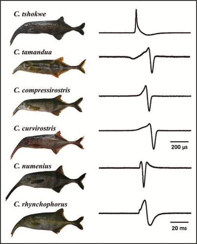 Figure 1 Interspecific variation in Campylomormyrus species of the lower Congo River. Morphological differentiation as demonstrated in the images is pronounced in the trunk-like elongated snout, the corresponding EOD vary largely in their waveform but also dramatically in the duration (note different scales indicated).