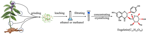 Figure 1 The extraction process of ENG. Collected the roots, stems, leaves, and seeds of Genus Quercetin (Rhus), Smilacis Chinae (RSC), Rhizoma Smilacis Glabrae (RSG), Artocarpus dadah, Pieris japonica, Dioon spinulosum, and Pachymaria cocos, crushed and ground, and ethanol or methanol were used as solvents to extract ENG from the plant materials. The resulting extracts were then filtered to remove solid impurities. Finally, the extract was concentrated and crystallized to obtain pure ENG.