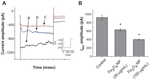 Figure 7 Effect of Fe3O4 NPs on IMEP recorded from RAW 264.7 macrophages. The experiments were conducted in cells bathed in Ca2+-free Tyrode’s solution. (A) Original traces of IMEP obtained in the absence and presence of Fe3O4 NPs. The current trace labeled (a) is control, and those labeled (b) and (c) were obtained in the presence of 30 μg/mL and 100 μg/mL Fe3O4 NPs, respectively. The inset indicates the voltage protocol used. (B) Bar graph showing summary of the effects of Fe3O4 NPs (30 μg/mL and 100 μg/mL) on IMEP recorded from RAW 264.7 macrophages (mean ± standard error of the mean; n = 6–10 for each bar).Note: *Significantly different from control.Abbreviation: Fe3O4 NPs, magnetite nanoparticles.