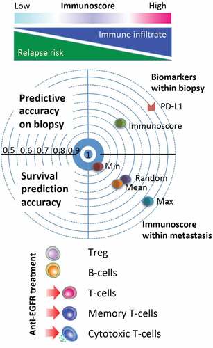 Figure 1. Immune heterogeneity of metatastic colorectal cancer. A high T cell infiltration and Immunoscore measured in the least-infiltrated metastasis were associated with a significantly lower number of metastases, larger metastasis, and prolonged survival while patients with increased metastatic burden had a lower Immunoscore. Immunoscore evaluated in a random biopsy or in a random metastasis or as the mean value of all metastases significantly predicting outcome. The most immune infiltrated metastasis (Max) was not significantly predicting outcome, whereas the least immune infiltrated metastasis (Min) was best in predicting clinical outcome. Receiver operating characteristics likelihood of concordance of biomarkers (Immunoscore and PD-L1) between biopsy and complete metastasis evaluation, shows better performance for Immunoscore. Preoperative treatment containing anti-EGFR monoclonal antibody is associated with increase T cell densities in the core of the metastases.