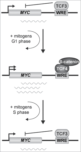 Figure 7. Model depicting the interplay between TCF3 and TCF4/β-catenin complexes in controlling MYC expression in CRC cells.
