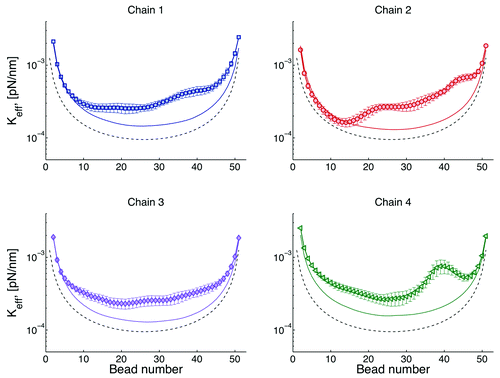 Figure 4. Effective spring constants for four chains. The simplest model is that of a chain tethered at both ends, this model is known a doubly tethered Rouse chain (dashed lines). In the Rouse modelCitation32 the only forces considered in Eqn. (1) are the drag, spring, and thermal forces. By adding interactions with the wall (Fwall), chains behave as if they were “stiffer” (solid lines). Since there is not interaction among chains, both the dashed and solid lines are symmetric with respect to the distance from the tether sites. Finally, the symbols correspond chains interacting through excluded volume. In this case, heterogeneity of motion is observed for beads as a function of their distance with respect to the centromere (bead 1).