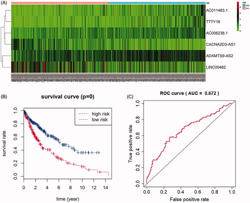 Figure 5. Prognostic value of six-lncRNAs in LUSC patients. (A). A risk heat-map established from 6 lncRNAs from 551 LUSC patients. (B). Kaplan-Meier curve analysis for OS (overall survival) of LUSC patients using the 6 lncRNAs signature. (C). ROC curve analysis of the prognostic 6 lncRNAs signature.