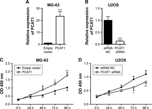 Figure 3 Effects of PCAT1 on cell proliferation in osteosarcoma cells. qRT-PCR analysis of PCAT1 expression levels in (A) MG-63 cells transfected with pcDNA3.1 plasmid or pcDNA3.1-PCAT1 plasmid, and in (B) U2OS cells transected with scrambled siRNA or PCAT1 siRNA. CCK-8 assay analysis of cell proliferation in (C) MG-63 cells transfected with pcDNA3.1 plasmid or pcDNA3.1-PCAT1 plasmid, and in (D) U2OS cells transfected with scrambled siRNA or PCAT1 siRNA. N=3. Significant differences among groups were determined by Student’s t-test. *P<0.05, **P<0.01, ***P<0.001.