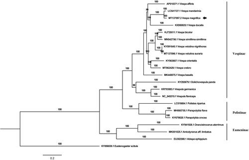 Figure 1. The phylogenetic tree was constructed based on PCGs genes and rRNA genes sequences of V. magnifica with other 20 species of Vespidae by using MrBayes, four chains for 5,000,000 generations, sampled each 1000 generations.