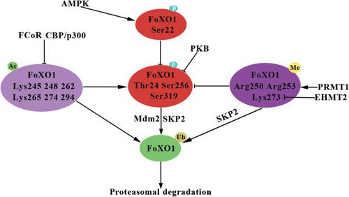 Figure 2 Overview of interaction of FoXO1 post-translational modifications.