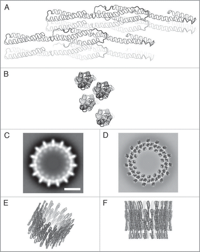 Figure 2 Model of the Vipp1 structure. (A and B) Side and top view ribbon representations of four predicted Vipp1 monomers arranged in a dimer of dimers configuration. (C) Projection map showing a Vipp1 ring with 15-fold symmetry. (D–F) Top, tilted and side view of the modelled Vipp1 ring, respectively. In (D) the model is placed on top of the projection map shown in (C). The scale bar in (C) equals 10 nm which is also valid for (D–F).