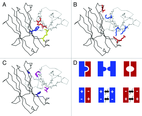 Figure 3. Enforcing correct heavy chain association by CH3-CH3 interface modification. Structural model of heterodimeric Fc (one CH3 domain as black line, the other as gray line) with (A) KiH mutations and S-S stabilization (1 knob mutation, blue; 3 hole mutations, red; one disulfide bridge, yellow).Citation25 (B) charged residues located at the CH3-CH3 interface (Glu, Asp, red; Lys blue) that can typically be used to enforce heterodimerization by appropriate exchange as shown by Amgen and Chugai. (C) optimal variant (4 mutations, purple and magenta) obtained by Xencor. (D) schematic representation of (from left) the desired heterodimer and the two unwanted homodimers obtained by the KiH method (top) or use of electrostatic steering (bottom).