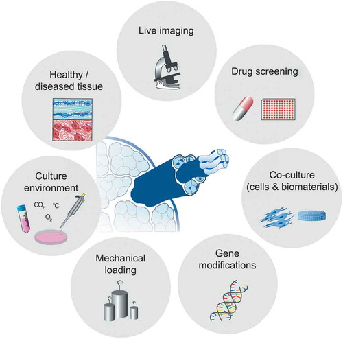 Figure 3. Next-generation applications of tendon explant models. Ex vivo tendon models bear a huge potential for future discoveries and applications. Studying the response of healthy and diseased explant model systems to externally applied perturbations will enable the better understanding of tendon physiology. The model phenotype may be specifically influenced and controlled by modulating the tissue explant culture environments and mechanical loading regimes. Furthermore, live imaging, the study of molecular mechanisms by employing gene-editing tools and the use of co-cultures systems for investigation of cellular crosstalk are promising future applications. Finally, an interdisciplinary approach and the clever combination of single applications will allow for high-throughput screening of therapeutics in the future.