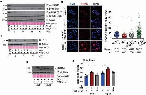 Figure 2. CTC1 deletion increases p53/p21 but not ATR-mediated CHK1 phosphorylation. (a) Levels of phosphorylated p53 S15 (p-p53 S15) or CHK1 S317 (pCHK1 S317) and total p53 or CHK1 , as indicated. (b) Left: Representative images of γH2AX levels at 13 days after addition of TAM. DAPI: blue, γH2AX: red. Right: Dot plots of mean γH2AX intensity per nucleus in arbitrary fluorescent units (AFU). Black line and numbers below the graph indicate the mean AFU and number of nuclei scored (n). 24 h HU sample serves as a positive control for γH2AX. (n = 3 three independent, biological experiments) (c) Levels of p21, as indicated. (d-e) Cells were treated with siRNA to a non-targeting control (siNT) or p53 (sip53) for 72 hours prior to collection starting on day 8 after TAM addition. (d) Levels of p53 following siRNA knockdown, as indicated. * indicates nonspecific band. (e) Percentage of G2/M cells following siRNA knockdown of p53 (n = 3 independent, biological replicates). For Western blots, Actinin and Ponceau S staining serve as loading controls. 24 h HU indicates CTC1F/F cells treated for 24 h with 2 mM HU and were used as a control for activation of the DDR. Error bars indicate the ±SEM. P-values were calculated by an unpaired, two tailed Mann-Whitney test in (b) and an unpaired, two tailed t test in (e) (*P ≤ 0.05, **P ≤ 0.01, ****P ≤ 0.0001)