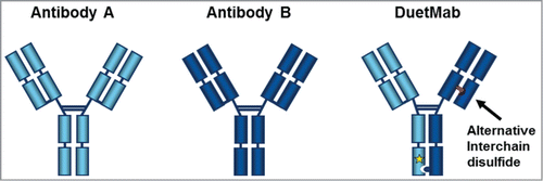 Figure 1. Schematic diagram to differentiate conventional monospecific mAbs (antibodies A and B) from DuetMab. Heterodimerization of distinct heavy chains is achieved by use of the KIH technology. The DuetMab is comprised of one wild-type Fab and one engineered Fab with the interchain disulfide redesigned (in red) within the CH1-CL interface. The yellow star on the hole heavy chain represent the RF mutation to ablate protein A binding.