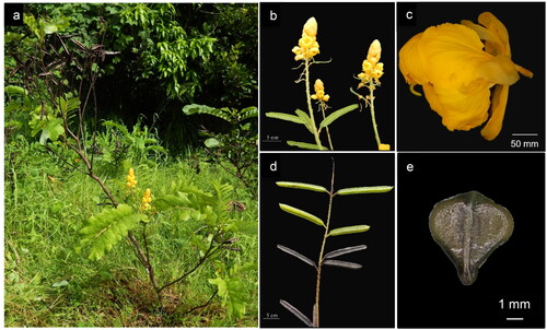 Figure 1. Morphological characteristics of S. alata (ICROPS 2019 149) used for chloroplast genome sequencing; whole plant (a), inflorescence (b), floret (c) pod (d) and seed (e). (Photo source: ©CBGR Laboratory, ICropS, CAFS, UPLB).