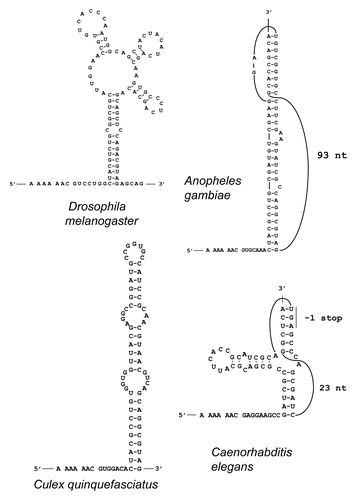 Figure 3 Predicted stimulatory PRF secondary RNA structures in flies and mosquitoes. The sequences shown include the A AAA AAC slippery pattern (with codons in the zero frame separated by spaces) at the 5′ end and the entire mRNA regions forming the predicted stimulatory structures 3′ from the shift site. Latin names of the organisms are indicated.