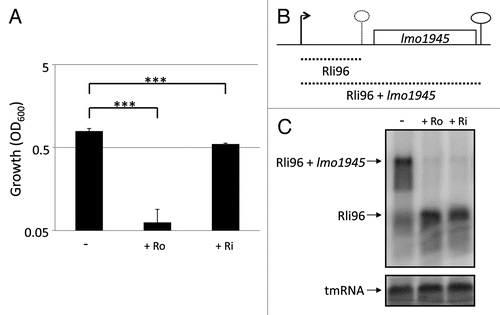 Figure 2 Roseoflavin inhibits the growth of L. monocytogenes and expression of Imo1945 in minimal medium. (A) Bacteria were grown for 10 hours in minimal medium in the absence or presence of roseoflavin (Ro) or riboflavin (Ri) at a concentration of 100 µM. Growth was measured by optical density (OD600). Samples were compared to the control without added compound and shown as mean values with standard deviations (n = 4) and statistical analysis [Student t-test (two-tailed) (***p < 0.001)]. (B) Genetic context of the FMN riboswitch Rli96 and the downstream gene Imo1945. Transcription initiates at a promoter generating Rli96. In presence of a functional metabolite binding Rli96, a structural re-arrangement causes transcription termination at the hatched lollipop, generating Rli96 (hatched short line). In absence of such metabolite, transcription proceeds and an Rli96 + Imo1945 transcript is formed (hatched longer line). (C) L. monocytogenes was grown in minimal medium to an OD600 = 0.25 when roseoflavin (Ro) or riboflavin (Ri) (100 µM) was added for ∼1.5 generations before RNA extraction. Northern blot was hybridized with PCR-generated, radioactively labeled DNA probes complementary to Rli96 and tmRNA (control), respectively.