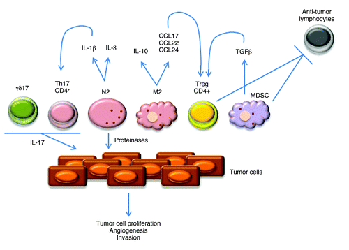 Figure 2. Pro-tumor infiltrating leukocytes and molecular mechanisms of action. Representation of the main pro-tumor lymphoid and myeloid cells. N2 and M2 refer to neutrophil and macrophage subsets, respectively. γδ17 and Th17 refer to IL-17-producing γδ and CD4+ T cells, respectively. Depicted are also molecules produced by these leukocytes, including cytokines that impact on cell differentiation and expansion, and chemokines that control their recruitment/infiltration into tumors.