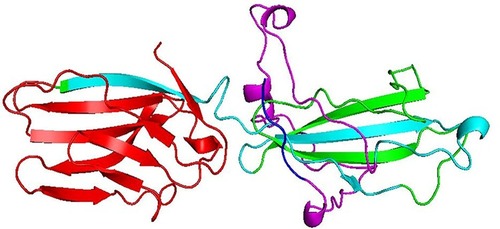 Figure 4 The tertiary structure of the chimeric protein.