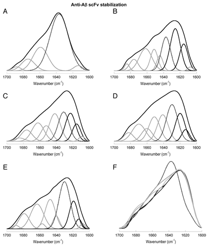Figure 7. Deconvolution and comparison of some FTIR spectra. (A) Native WT (25°C). (B) Renatured WT. (C) Renatured C1. (D) Renatured C2. (E) Renatured C3. (A-E) Band corresponding to native β-sheet is dotted and bands corresponding to fibril β-strand components are in black. (F) Comparison of spectra. Native WT, dotted; renatured WT black; renatured C1, dark gray; renatured C2, mild gray; renatured C3, light gray.