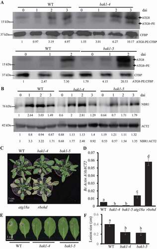 Figure 6. BAK1 suppresses autophagy and defense against B. cinerea. (A) Western blot to detect the ATG8 lipidation level in wild type and bak1-4 and bak1-5 mutant plants before and after B. cinerea inoculation. Four-week old wild type, bak1-4 mutant and bak1-5 mutant plants were spray-inoculated with B. cinerea at 2.5 × 105 spores/ml and leaf samples were collected at 0, 1, 2, and 3 dai, respectively. Membrane fractions were blotted with ATG8 antibody. Western blotting with Arabidopsis CFBP antibody was used as the loading control. Relative intensity of ATG8–PE normalized to the loading control was shown below to present autophagy accumulation. The experiment was repeated three times with similar results. (B) Western blot to detect the accumulation of NBR1 protein in wild type plants and bak1-4 and bak1-5 mutant plants before and after B. cinerea infection. Four-week old wild type, bak1-4 mutant and bak1-5 mutant plants were spray-inoculated with B. cinerea at 2.5 × 105 spores/ml and leaf samples were collected at 0, 1, 2, and 3 dai, respectively. Total protein was blotted with NBR1 antibody and Arabidopsis ACT2 antibody. The ratio (the protein level of NBR1 divided by the protein level of Arabidopsis ACT2) was used to show the relative protein levels of NBR1. The experiment was repeated three times with similar results. (C) bak1 mutant phenotype to resistance against B. cinerea. Four-week-old plants were spray-inoculated with B. cinerea at 2.5 × 105 spores/ml and the phenotype was checked at 4 dai. The experiment was repeated three times with similar results. WT, wild type. Scalebar: 1 cm. (D) Fungal biomass accumulation assay measured by qRT-PCR revealed that bak1 mutants suppressed B. cinerea growth. Fungal growth was determined by qRT-PCR amplification of the B. cinerea ActinA gene relative to Arabidopsis ACT2 gene. The data represent mean values ± SD (n = 3). The mean values following by different letters are significantly different from each other (p < 0.01, Student’s t-test). The experiment was repeated three times with similar results. (E) The disease phenotype of Arabidopsis bak1 mutant to A. brassicicola. Four-week-old plants were drop-inoculated with A. brassicicola at 2.5 × 105 spores/ml and the phenotype was checked at 4 dai. The experiment was repeated three times with similar results. WT, wild type. Scale bar: 1 cm. (F) The diameter of lesion size of inoculated bak1 mutant leaves by A. brassicicola. Four-week-old plants were drop-inoculated with A. brassicicola at 2.5 × 105 spores/ml and the phenotype was checked at 4 dai. The experiment was repeated three times with similar results. WT, wild type