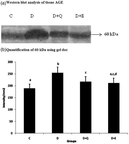 Figure 1. Equal concentrations of protein aliquots from heart cell lysates were separated using SDS–PAGE and blotted on to nitrocellulose membranes and later probed with anti-AGE antibody. (a) Location of bands ∼60 kDa in the heart extracts of experimental groups. (b) Intensity of bands ∼60 kDa was quantified using Biorad gel doc and plotted. The results presented are average of quadruplicate experiments ± SD statistically significant p ≤ 0.05.