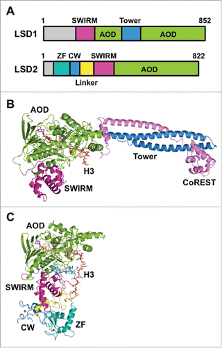 Figure 1. Structures of LSD1/KDM1A and LSD2/KDM1B. (A) Domain architectures of human LSD1 and LSD2. (B) Tertiary structure of LSD1 in complex with CoREST and an H3-like peptide inhibitor (PDB ID: 2V1D). Domains are colored as in panel (A), CoREST is depicted in pink, and the H3-like peptide is depicted in orange. (C) Tertiary structure of LSD2 (PDB ID: 4HSU) in complex with an H3 peptide (residues 1–26) (orange) and the NPAC linker region (cyan).