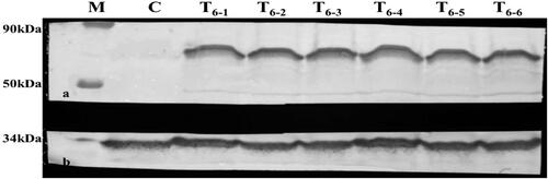 Figure 3. Protein expression analysis of T3 generation transgenic lines. (a) GFP-acdS protein; (b) GAPDH protein. (M: Protein marker; C: wild tobacco control; T6-1 - T6-6: transgenic tobacco plants).