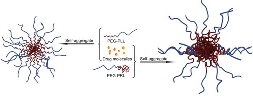 Scheme 2 Schematic representation showing the drug-loading process and self-assembly structure of micelles based on PEG-PLL and PEG-PRL copolymers.Abbreviations: PEG, poly(ethylene glycol); PLL, poly(levo-leucine); PRL, poly(racemic-leucine).