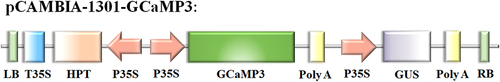 Figure 1. Construction of pCAMBIA-1301-GCaMP3. T35S, CaMV 35S terminator; HPT: hygromycin B phosphotransferase gene; GCaMP3: GCaMP3-A GFP-based Ca sensor; Poly A: terminator; GUS: β- Glucuronidase.