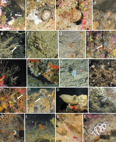 Figure 2. In situ ROV images of the 20 most represented species. (a) Thuridilla hopei on a bed of green algae in the coralligenous (Ponza, 75 m); (b) Umbraculum umbraculum on a silted rocky bank on the shelf edge (Graham Bank, 88 m); (c) Pleurobranchus testudinarius in a cavity of a rocky outcrop (Lampedusa, 108 m); (d) Fjordia lineata feeding on an hydrozoan growing on a heavily silted rocky outcrop of the shelf edge (Genova Portofino, 100 m); (e) Caloria elegans feeding on opportunistic hydrozoans growing on a dead gorgonian on a silted bank (Gulf of Naples, 110 m); (f) Facelina sp. on a silted offshore rocky outcrop (St. Eufemia, 122 m); (g) Pruvotfolia pselliotes crawling on mud (Bordighera Canyon, 50 m); (h) Flabellina affinis moving on a rich coralligenous bed (Ponza, 76 m); (i) Paraflabellina ischitana feeding on Eudendrium sp. within a red coral forest (SW Sardinia, 85 m); (j) Antiopella cristata feeding on the bryozoan Reteporella spp. (Tyrrhenian Calabria, 75 m); (k) two specimens of Luisella babai mating on detric mud (Patti Gulf, 82 m); (l) Tritonia callogorgiae feeding on the anthozoan Callogorgia verticillata in a bathyal environment dominated by fossil hard corals (Ulisse Seamount, 500 m); (m) Diaphorodoris alba moving in a coralligenous environment (SW Sardinia, 85 m); (n) two specimens of Felimare orsinii mating on a keratose sponge (Savona, 45 m); (o) a large specimen of Felimare picta moving on a sponge bed (Imperia, 65 m); (p) two specimens of Felimare tricolor feeding on a keratose sponge (Genova Punta Manara, 65 m); (q) Felimare cf. villafranca crawling on a silted rocky bed on the outer shelf (Tuscan Archipelago, 75 m); (r) Felimida luteorosea moving in the understory of a gorgonian forest on a silted offshore rocky outcrop (St. Eufemia, 83 m); (s) Felimida purpurea on an encrusting sponge of a rocky outcrop (Gulf of Naples, 80 m); (t) a large specimen of Peltodoris atromaculata in a deep coralligenous environment (Egadi Archipelago, 57 m).
