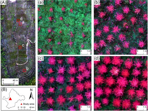 Figure 1. Location of the study site within Shunchang County, Fujian, China, and UAV image: (A) UAV image with a spatial resolution of 0.02 m, shown with the composition of red, green, and blue bands; (B) Location of the study site in Shunchang County; (a), (b), (c) and (d) show a high-resolution overview of different Chinese fir types.