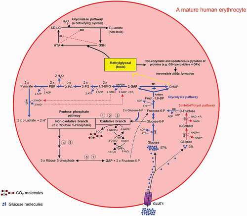 Figure 9. Intercross between glycolysis-, sorbitol-, pentosephosphate, and glyoxalase pathways in mature human erythrocytes. For more details see the main text.