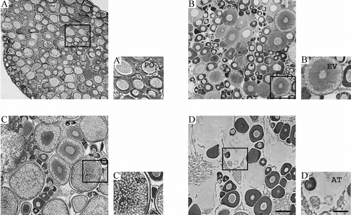 Figure 1 Histological sections(A–D) of ovaries of the chub Leuciscus cephalus during A, undeveloped stage: immature (primitive oogonia, PO); B, early recovery of gonadal activity stage: maturing (early vitellogenic, EV); C, ripening stage: mature (vitellogenic, VO); D, resting stage: post‐mature (atretic, AT). Stained with hematoxylin and eosin. Scale bars: A–D = 50 µm and A'–D' = 100 µm.