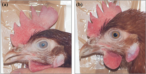 Figure 1. Representative shapes from the (a) blunt and (b) sharp-beaked groups.