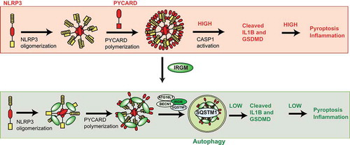 Figure 1. Graphical representation of the work. In the absence of IRGM, an increased number of NLRP3 inflammasomes are formed leading to enhanced activation of CASP1, IL1B and GSDMD resulting in augmented pyroptosis and inflammation. IRGM, when present, interacts with NLRP3 and PYCARD and inhibits inflammasome formation and also mediate SQSTM1/p62-dependent selective autophagy of inflammasomes, resulting in reduced levels of CASP1, IL1B, GSDMD, pyroptosis, and inflammation.