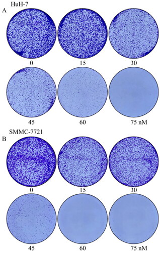 Figure 9. Effects of compound MY-1121 on colony formatting ability. Liver cancer cells SMMC-7721 (A) and HuH-7 (B) were treated for seven days.