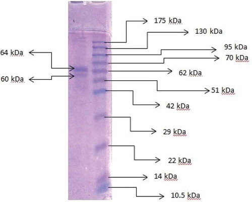 FIGURE 2 SDS-PAGE for the extracellular pectinase of B. subtilis. Lane 1: extracellular pectinase profile; Lane 2: protein marker (ABM opti-protein G252).