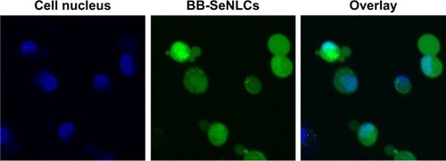 Figure 7 Cellular internalization of BB-SeNLCs observed by CLSM. Cell nucleus was stained with DAPI, and BB-SeNLCs were labeled with DiO.Abbreviations: BB-SeNLCs, berberine-loaded selenium-coated nanostructured lipid carriers; CLSM, confocal laser scanning microscopy; DAPI, 4′,6-diamidino-2-phenylindole; DiO, 3,3′-dioctadecyloxacarbocyanine perchlorate.