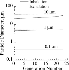 FIG. 4 Growth of salt particles of different initial diameters in the respiratory tract during a single breathing cycle.