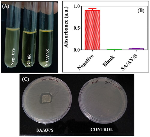 Figure 7. ( A) Turbidity analysis showing the images of tubes containing negative control, blank and E. coli strain incubated with SA/AV/S scaffold. (B) Turbidity analysis showing the optical density of negative, blank and SA/AV/S scaffold. (C) Zone of inhibition formed after treating with SA/AV/S scaffold.